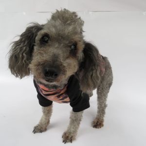 Saco Ondas Retro de sudadera para perro